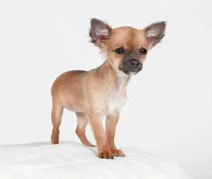 Young small dog Stock Photos