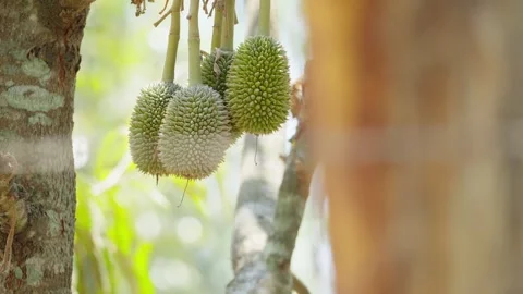 Young Small Durian Fruit Growing on Tree Stock Footage 345618634