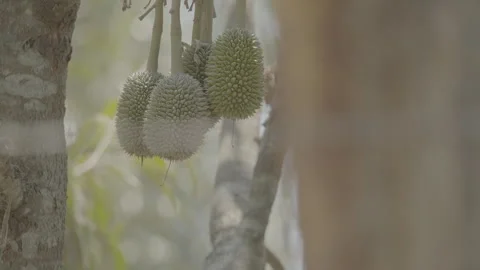Young Small Durian Fruit Growing on Tree 10bit slog3 库存影片 345619633