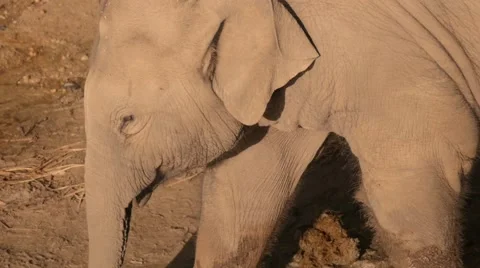 Young small elephant walking by Stock Footage 60822805