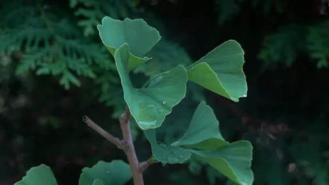 Young small ginkgo tree Stock Footage 111126800