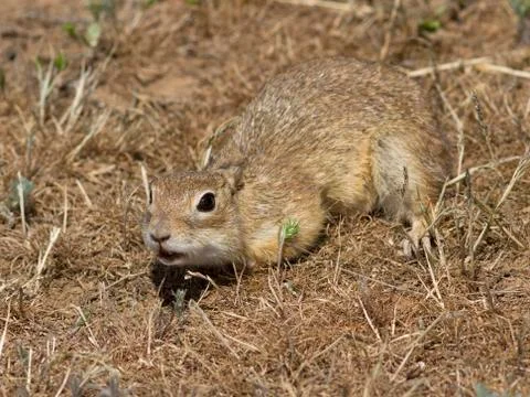 Young small gopher in thesteppe. Stock Photos