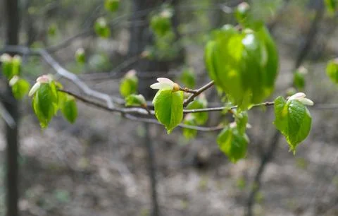 A young small green leaf on a tree branch Stock-Fotos