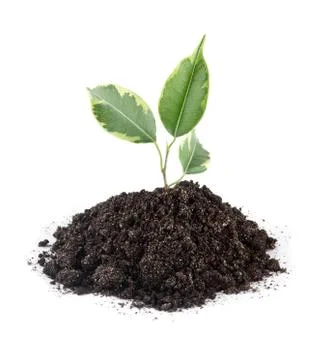 Young small green plant Stock Photos