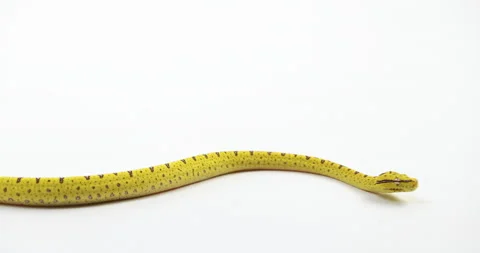 Young small green tree python slithers on white background - close up Stock Footage 151214915