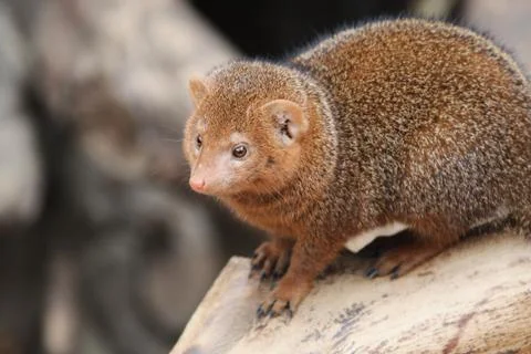 Young small mongoose sits Stock-Fotos