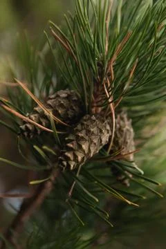 Young small pine cones Stock Photos