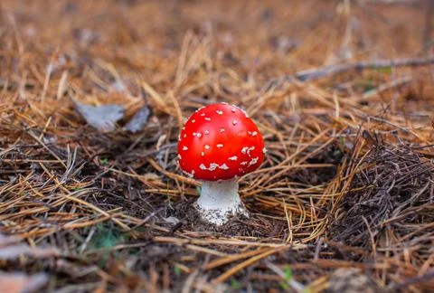Young, small, with a red hat poisonous mushroom Stock Photos