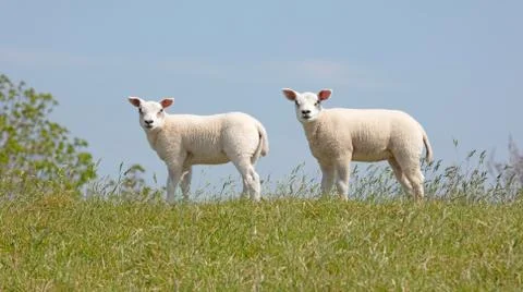 Young small sheep Stock Photos