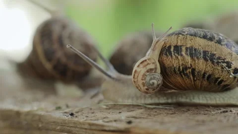 Young small snail climbs onto another large and older snail. Close up, breeding Stock Footage 245383459