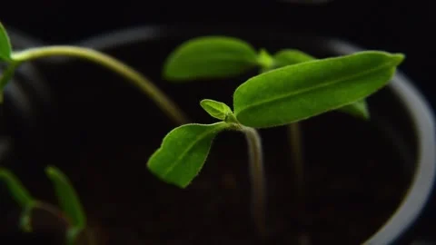 Young small tomato seedlings on the windowsill Stock Footage 174288615