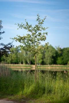 Young small tree growing among taller grasses by calm lake Foto stock