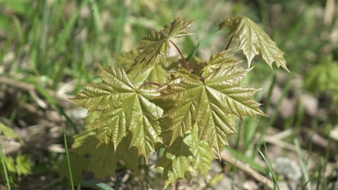Young small tree of a maple in summer sunny day Video stock 105819740
