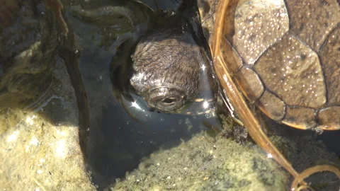 Young small turtle first reached water after birth and after long journey hot Stock Footage 264154984