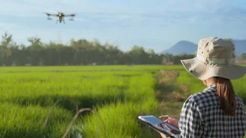 Young smart farmer controlling drone spraying fertilizer and pesticide over f 스톡 동영상 170237288