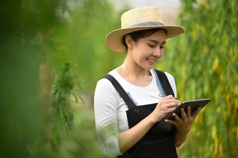 Young smart farmer using digital tablet and checking quality of cannabis plants Stock Photos