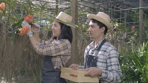 Young smiling farmer pruning cutting orchids flowers with pruning shears in the Stock Footage 157669634