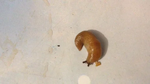 A young snail cub sits on a white wall 2 Stockbeeldmateriaal 87095580