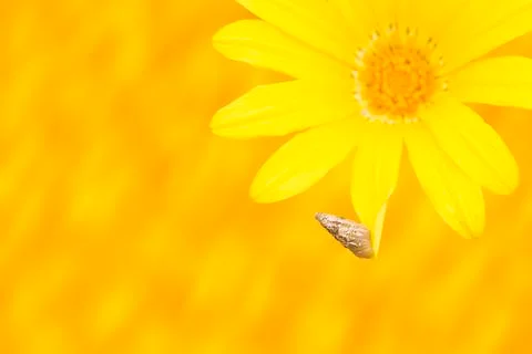 Young snail on a daisy Stock Photos