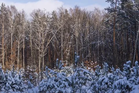 Young snow-covered pine trees against the background Stock Photos