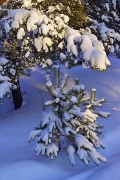 Young snow-covered pine trees lit by the sun in the winter forest Stock Photos