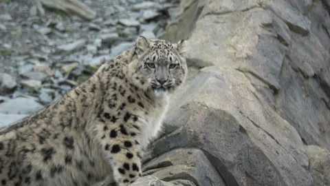 Young Snow Leopard Briefly Looking At Camera Stock Footage 330912715