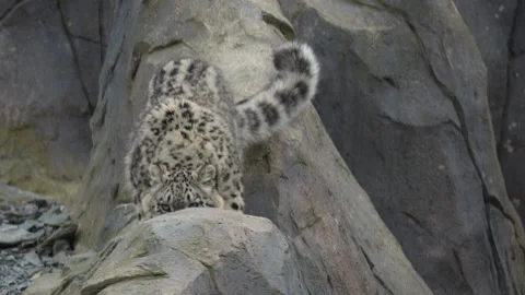 Young Snow Leopard Descending Rocky Terrain And Looking Around Video stock 330899671