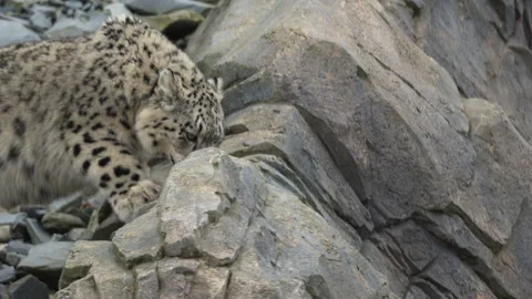 Young Snow Leopard Descending Rocky Terrain And Looking Around Video stock 330911549