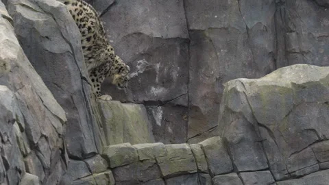 Young Snow Leopard Entering Frame Climbing Down Rocky Terrain Video stock 330907393