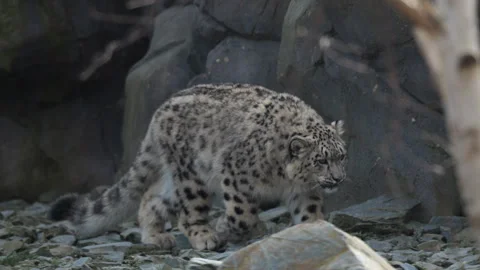 Young Snow Leopard Side Tracking Along Rocky Terrain Video stock 330905897
