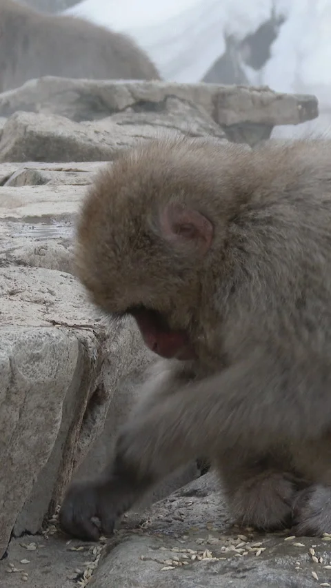 Young Snow Monkey Eating Seeds on Snowy Ground Vertical Video Stock-Footage 345886282