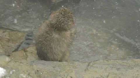 Young snow monkey jumping onto a rock, Jigokudani, Nagano, Japan. Video stock 11365065