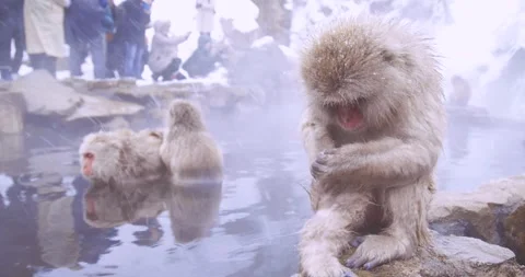 Young snow monkey sitting on a rock at hot spring with tourists behind Stock-Footage 347155894