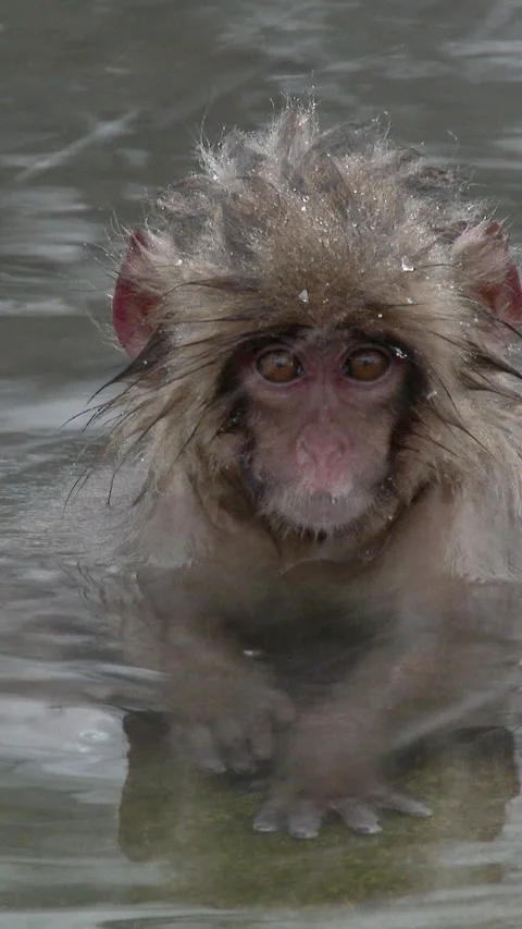 Young Snow Monkey Soaking in Hot Spring Close Up Japan Vertical Video Video stock 345889393