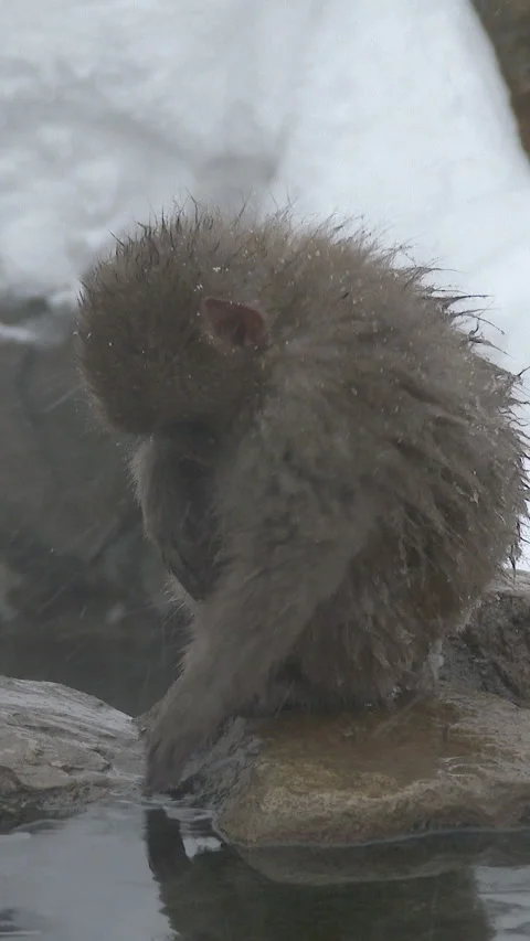 Young Snow Monkey Standing on Rock at Hot Spring Edge Vertical Video Video stock 345888188