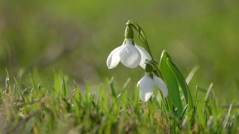 Young Snowdrops with Drops of Dew Sway in the Wind. Stock Footage 73843564