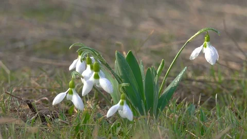 Young Snowdrops with Drops of Dew Sway in the Wind. Stock Footage 74733580