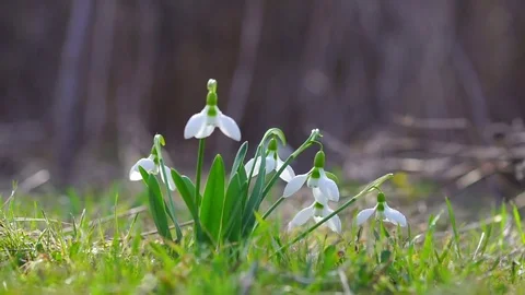 Young Snowdrops with Drops of Dew Sway in the Wind. Stock Footage 83721641