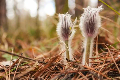 Young snowdrops Stock Photos