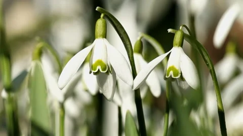 Young Snowdrops Swaying in the Wind Stock Footage 48460725