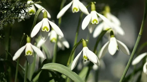 Young Snowdrops Swaying in the Wind Video stock 48461329