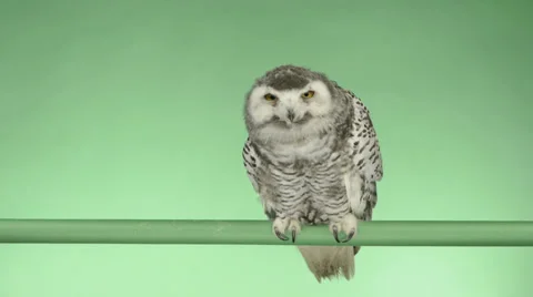 Young snowy owl perched and looking around, green key Stock Footage 30408340