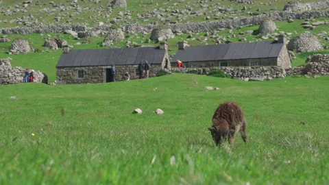 A young Soay sheep grazing on Hirta, St Kilda, Scotland Stock Footage 229395030