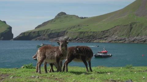 Young Soay sheep on Hirta, the main island of St Kilda, Scotland Stock Footage 229376188