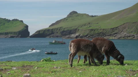 Young Soay sheep on Hirta, St Kilda, Scotland Stock Footage 229336636