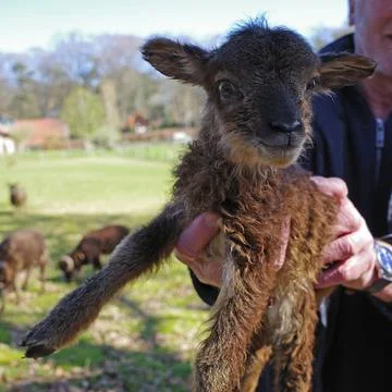 Young soay sheep Stock Photos