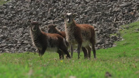 Young Soay sheep walk by on lush green grass, on Hirta, St Kilda, Scotland Stock Footage 229616679