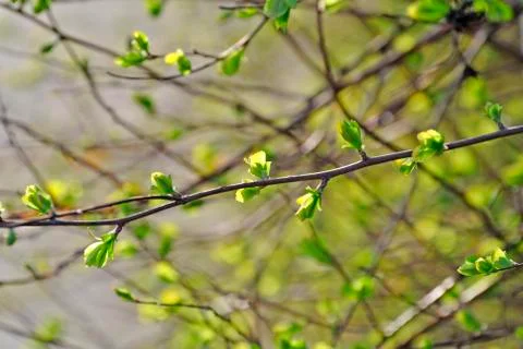Young soft green in springtime Stock Photos