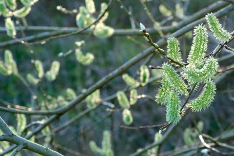 Young soft green in springtime Stock Photos