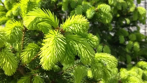 Young soft needles grew on spruce branches. background of pine needles Stock Footage 254484851
